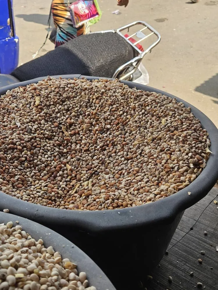 Aloka Beans (Custard rubber)